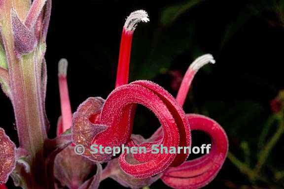 lobelia tupa graphic